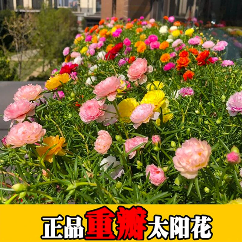 【混色太阳花种子】混色重瓣太阳花易活易种阳台庭院