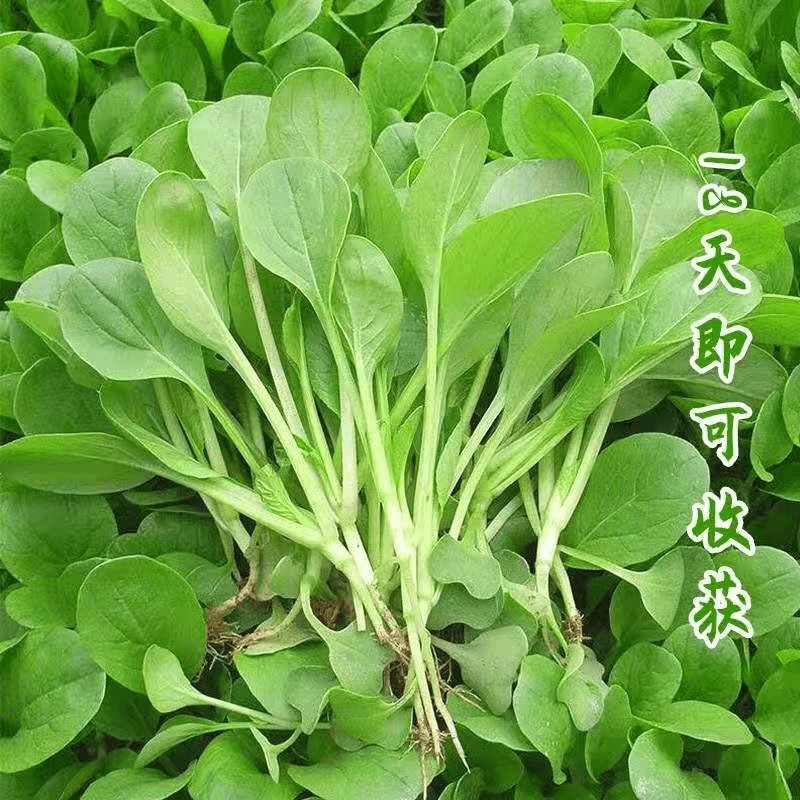【鸡毛菜种子】种籽蔬菜易种易活四季阳台盆栽青菜孑室外速生菜籽