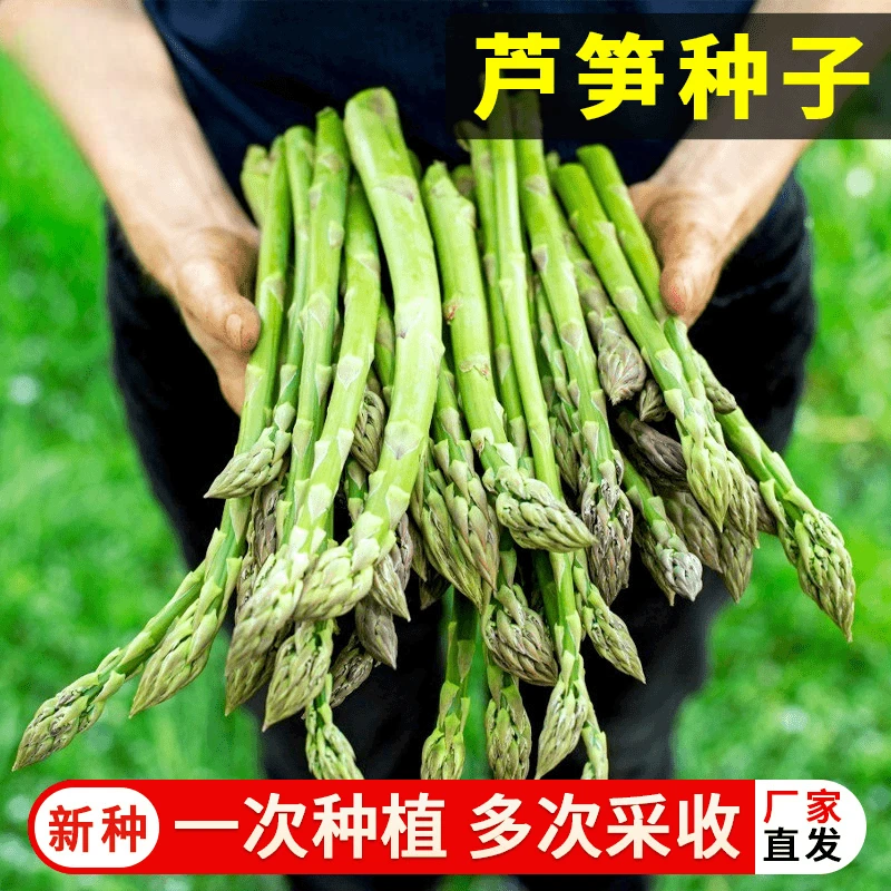 四季【芦笋种子】盆栽脆嫩绿芦笋种子芦笋根苗种植阳台蔬菜耐寒耐热