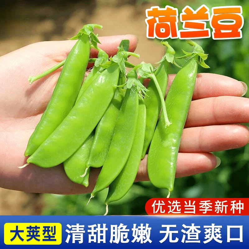 【荷兰豆种子】甜豌豆菜豌豆种秋冬季高产阳台盆栽饱满菜园蔬菜种子