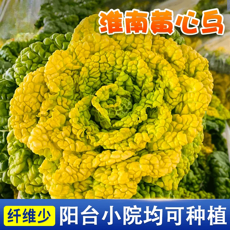 【黄心乌塌菜种子】耐寒乌塌菜种籽菊花青菜蔬菜籽四季大田小院种植
