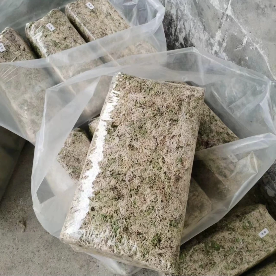 精品去杂质水苔兰花专用水苔苔藓