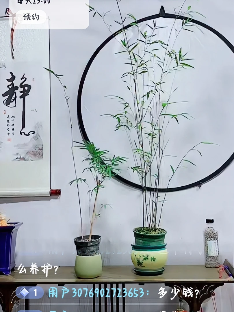 花浪阁花卉红观音竹内门竹一物一拍
