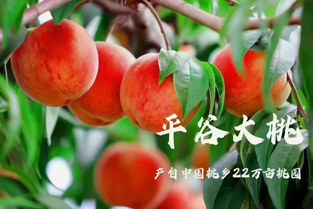 《中秋送礼专拍》平谷水蜜桃脆甜爽口现摘现发果园直供精品礼盒装