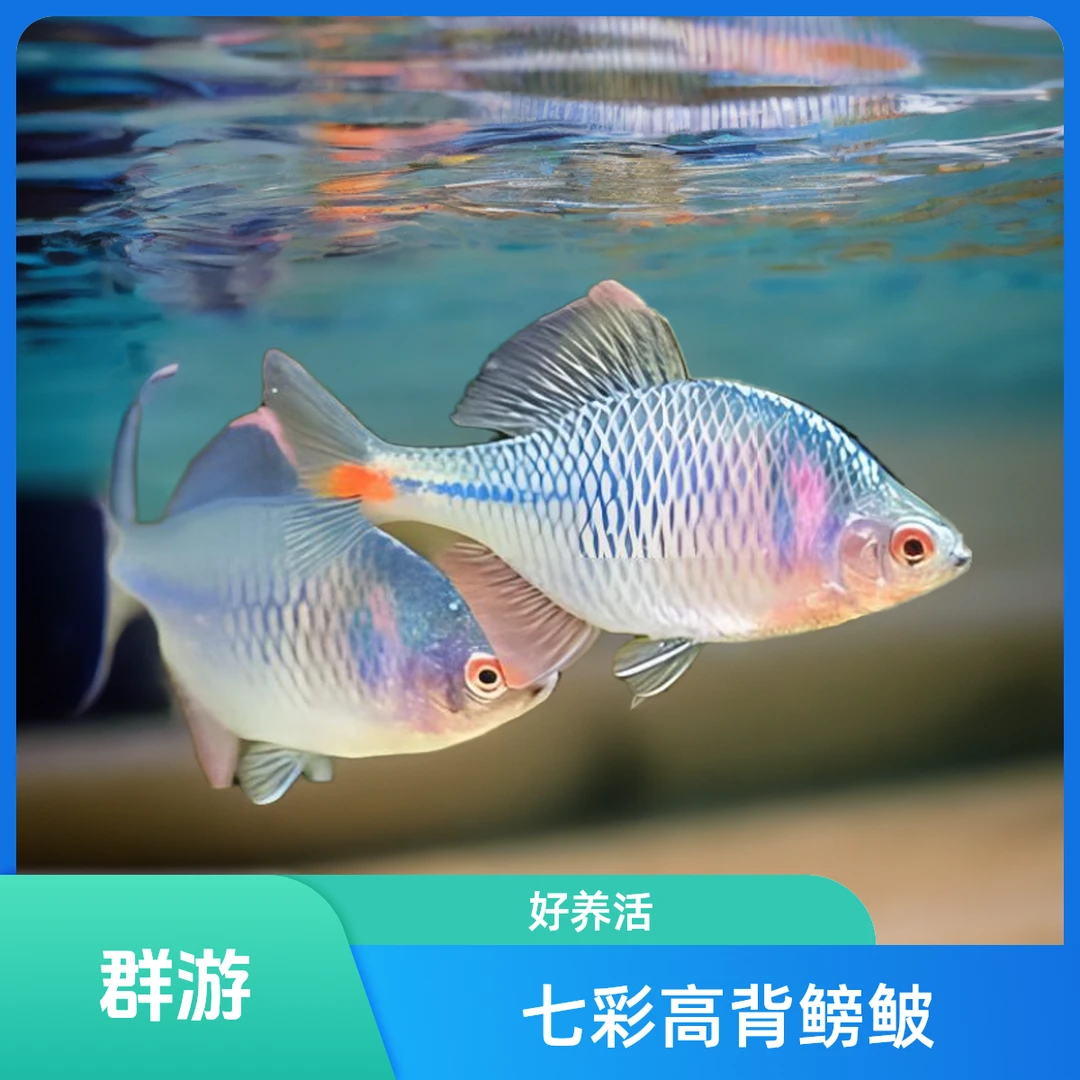 原生冷水鱼七彩高背鳑鲏