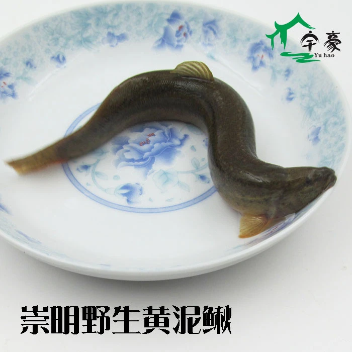 崇明野生黄泥鳅鲜活 当地泥鳅食用本地鳅鱼 青鳅淡水鱼泥鱼泥似鱼