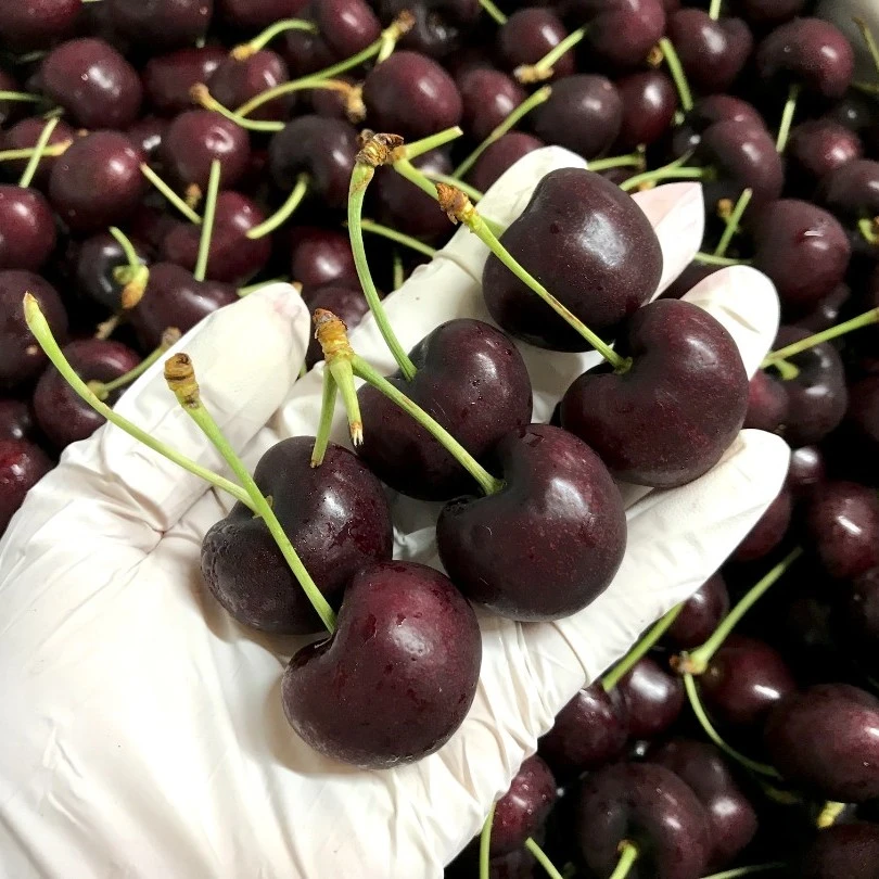 【深圳当日达】海运 智利车厘子 J-4J  脆甜 2/5斤装 内附果径卡