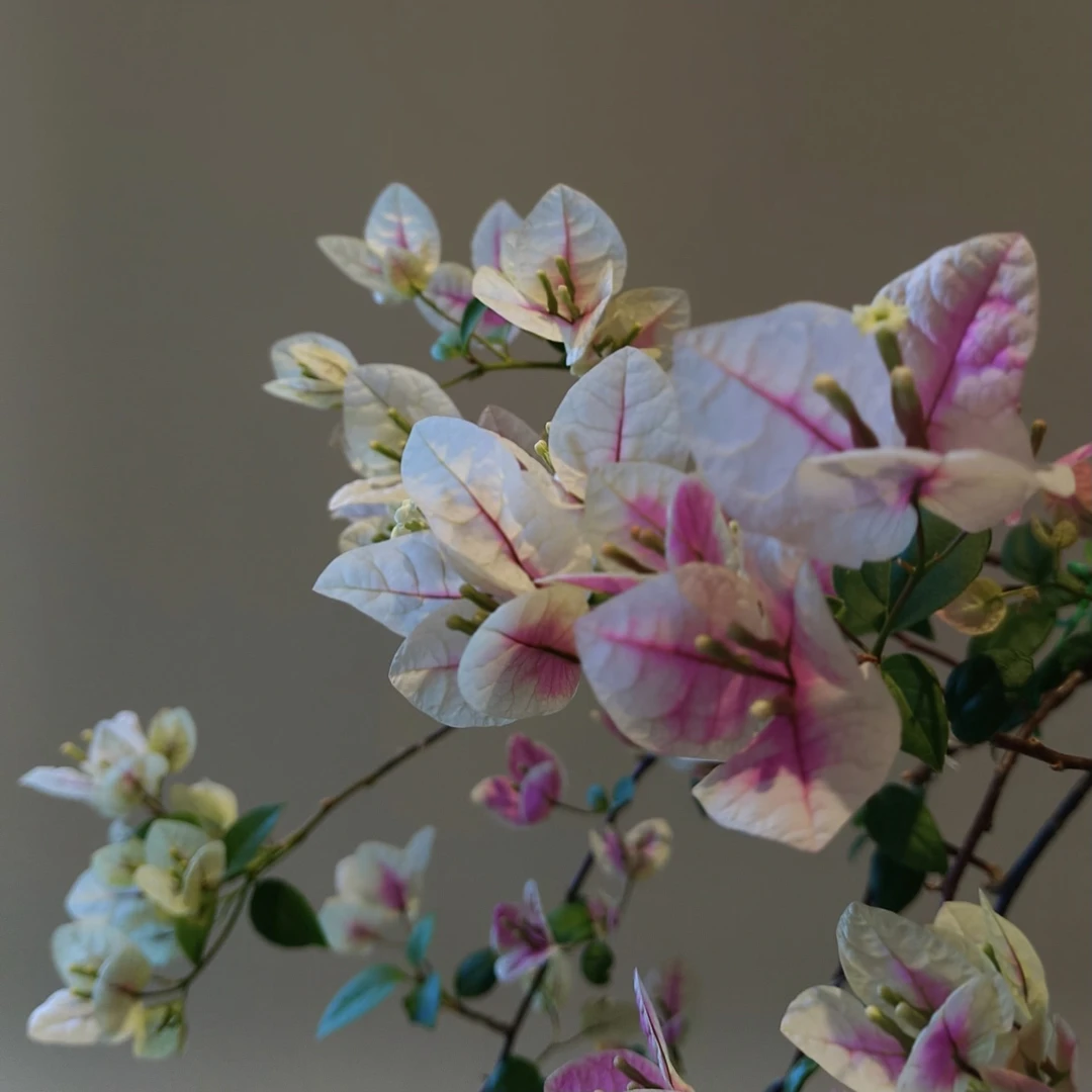 【老桩漳红樱】勤花品种三角梅 原盆原土 带花带叶发货