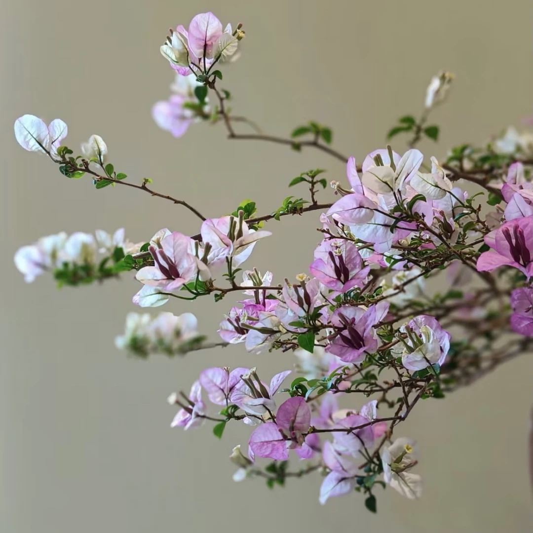 【雪紫】勤花品种三角梅 原盆原土 带花带叶发货
