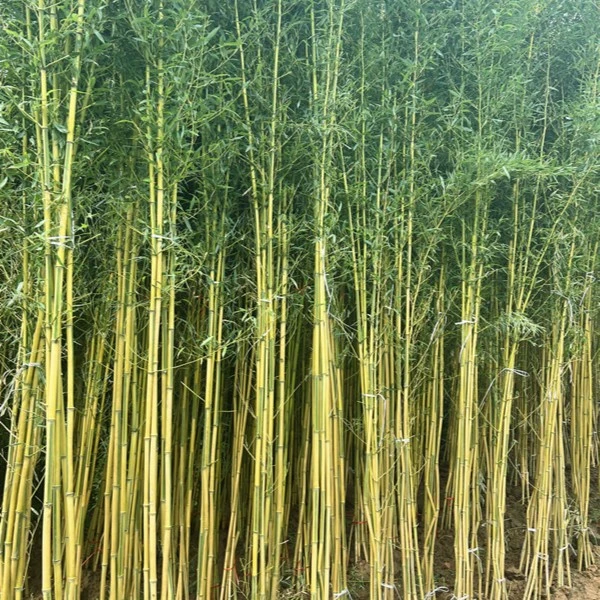 正宗金镶玉竹苗庭院竹苗盆栽观赏耐寒室内外