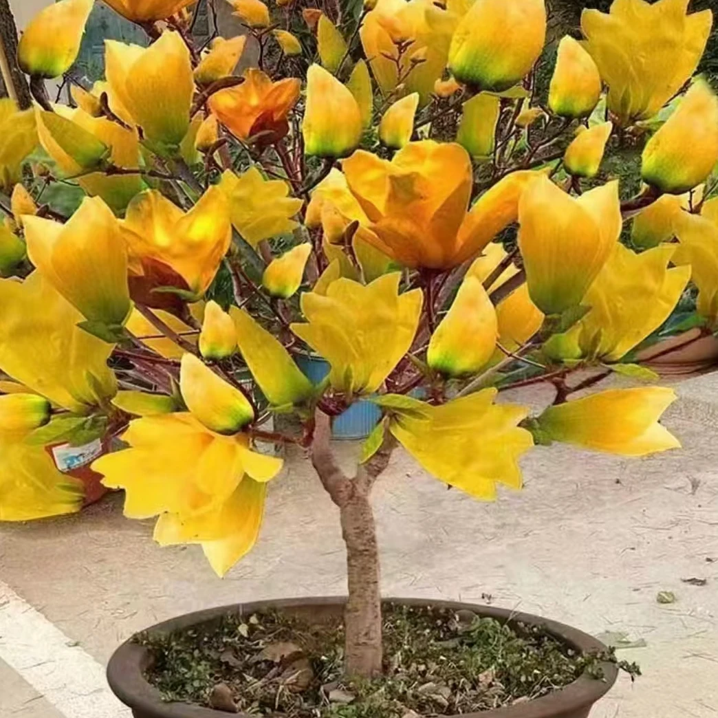 四季植物（小鹏）盆栽土栽都可以，放在客厅，书房，卧室，公司