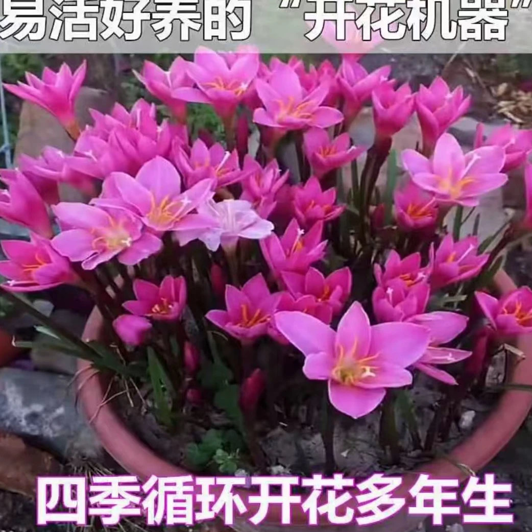 四季绿植（小鹏）专属，摆在书房，客厅，户外，婚庆，