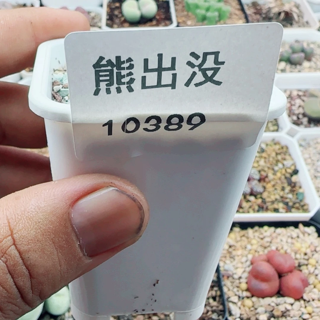 【闪购商品】四*10389