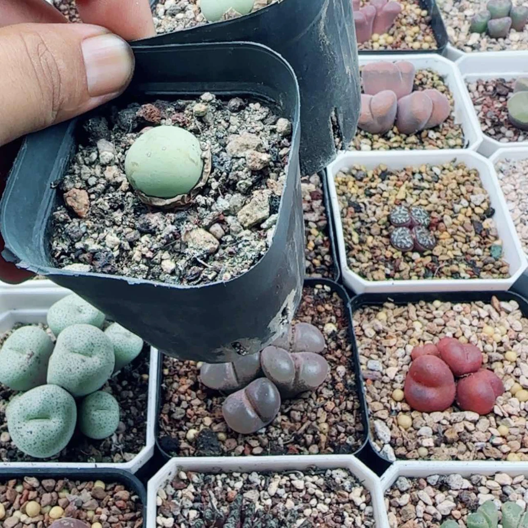 【闪购商品】时**迁10356
