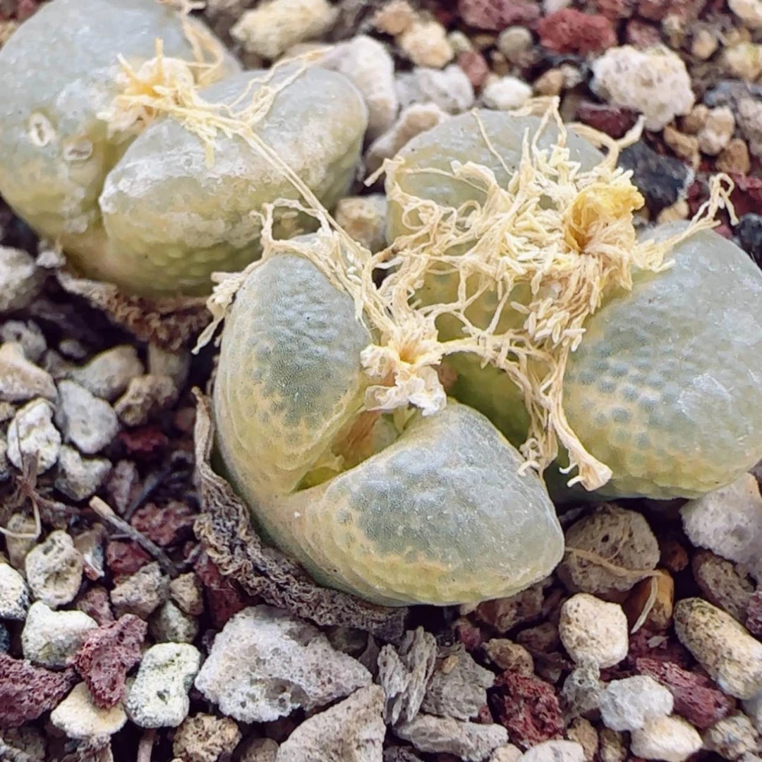 【闪购商品】13759