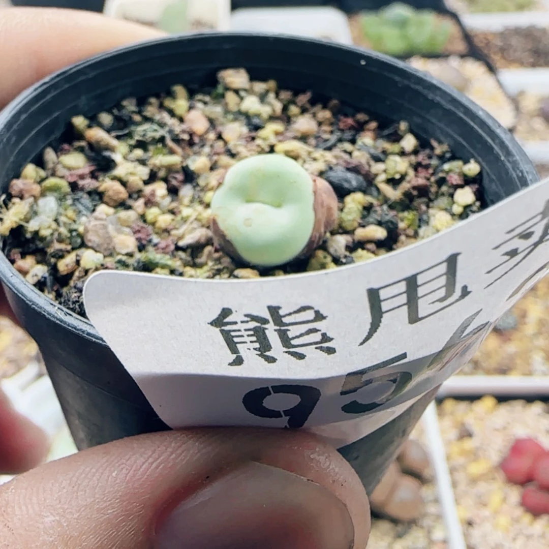 【闪购商品】❤️****9563