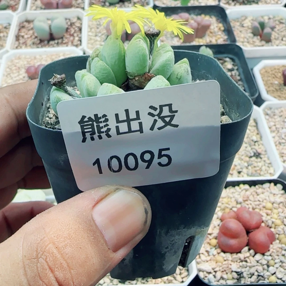 【闪购商品】d**o10095