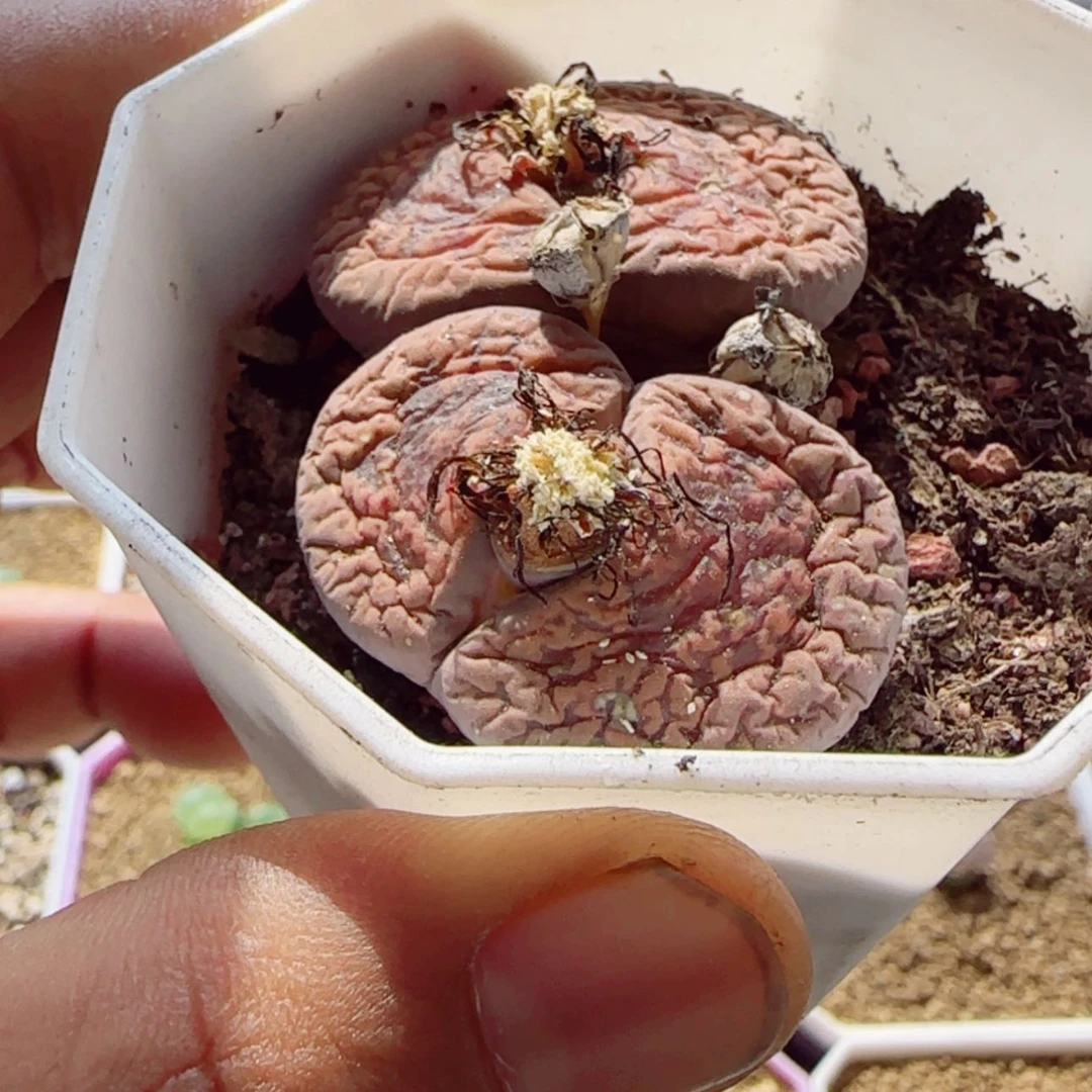 【闪购商品】14159