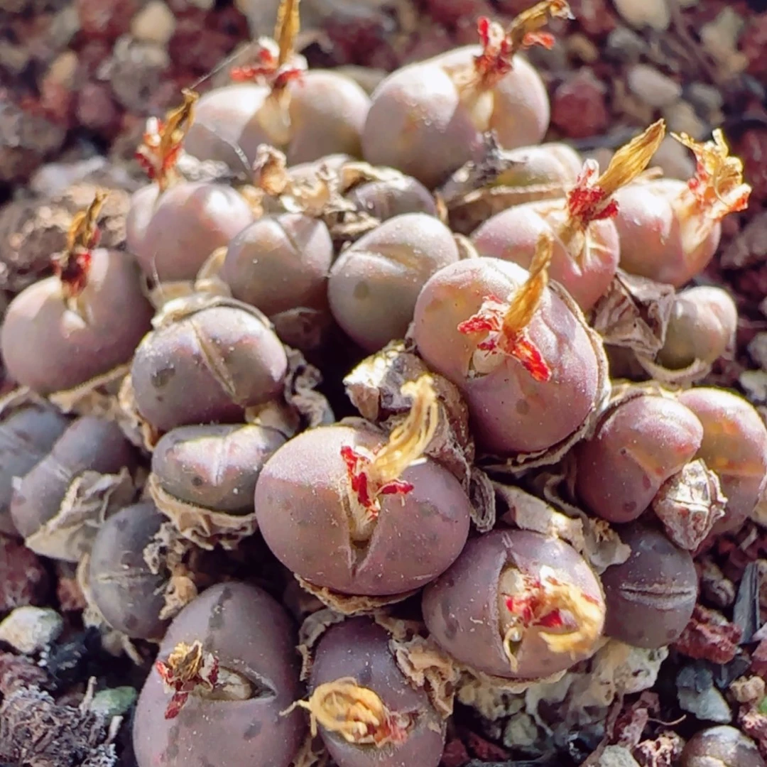 【闪购商品】15102