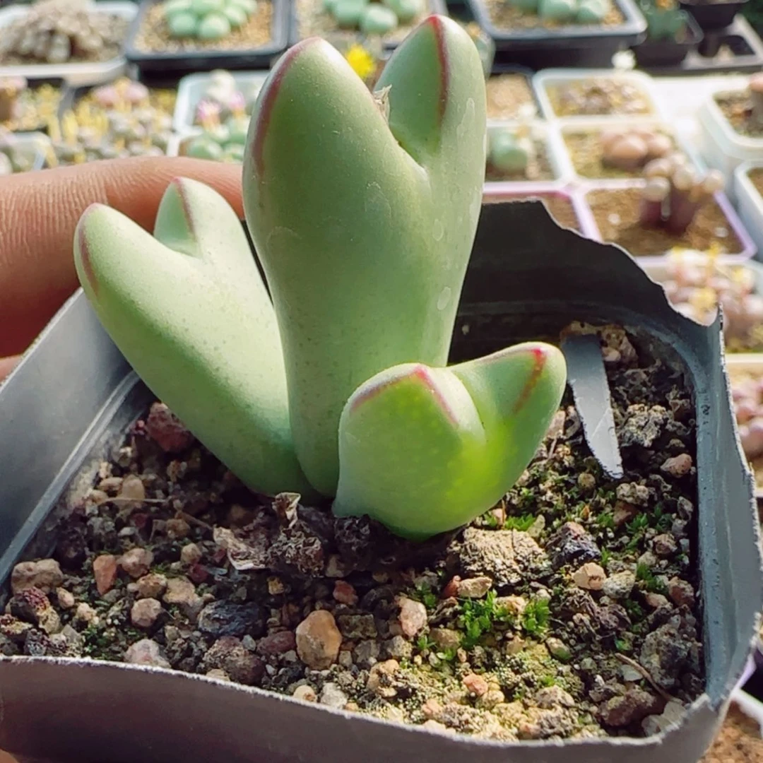 【闪购商品】14384