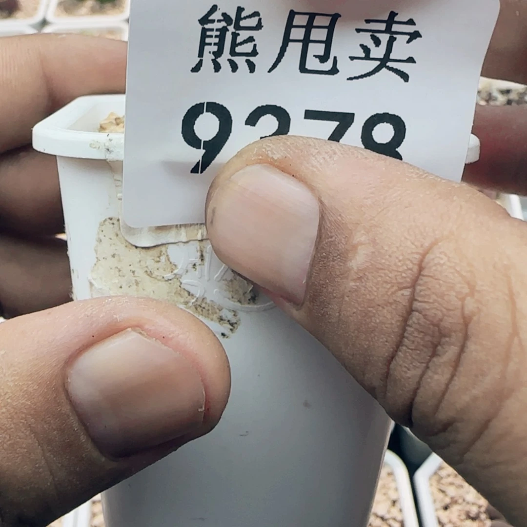 【闪购商品】一**物9378