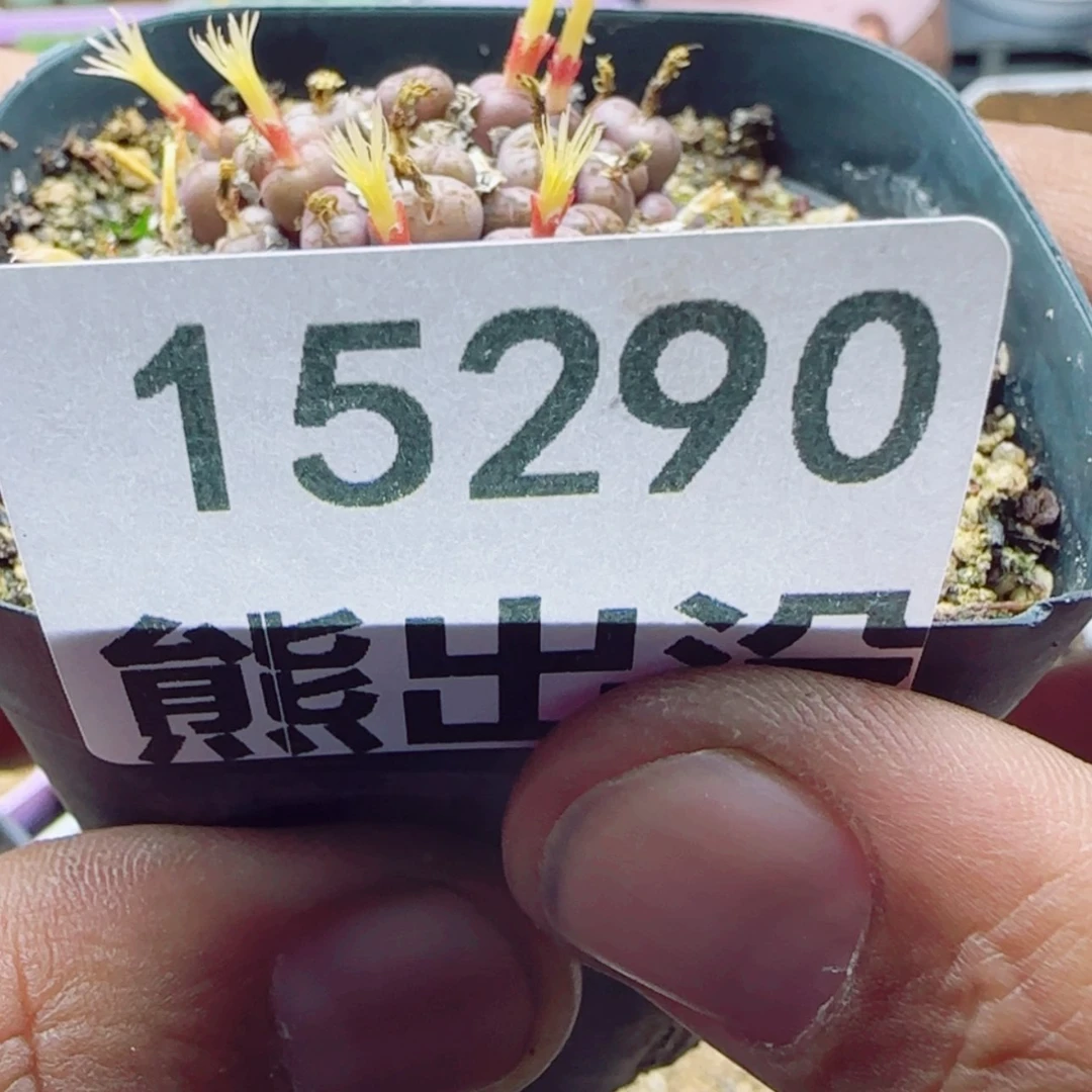 【闪购商品】菜**财15290