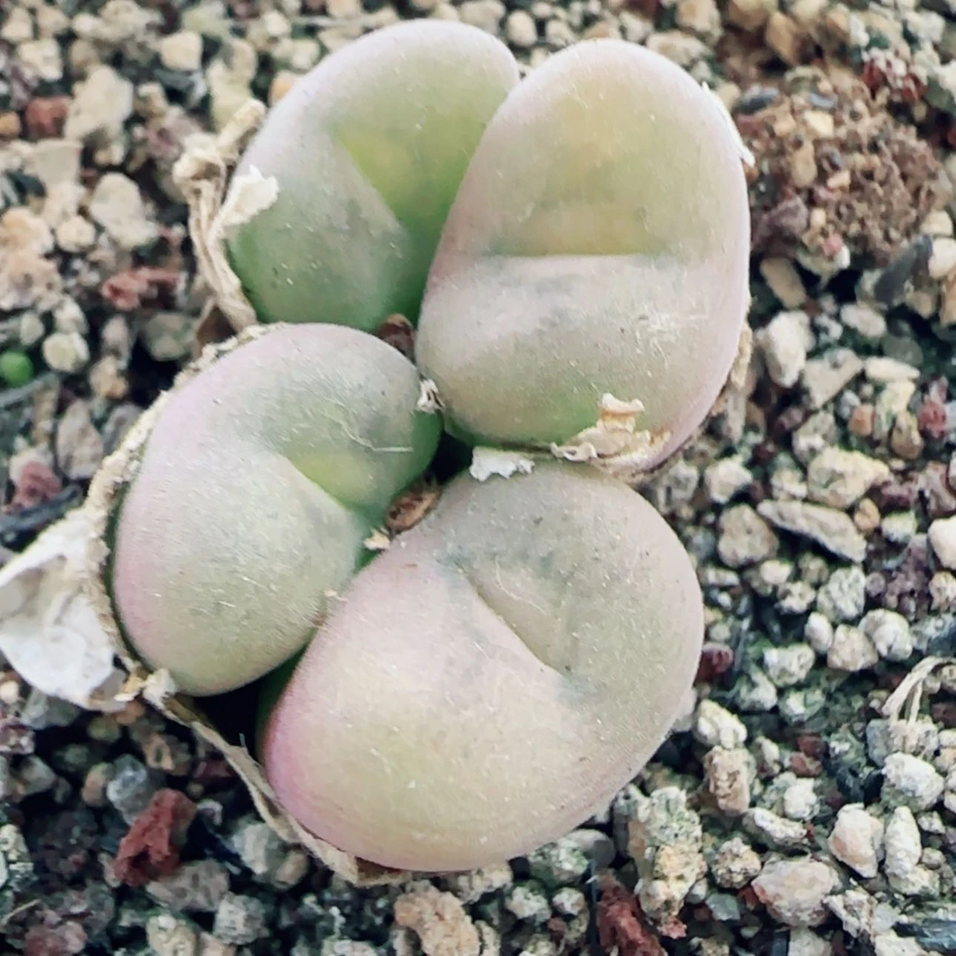 【闪购商品】10193