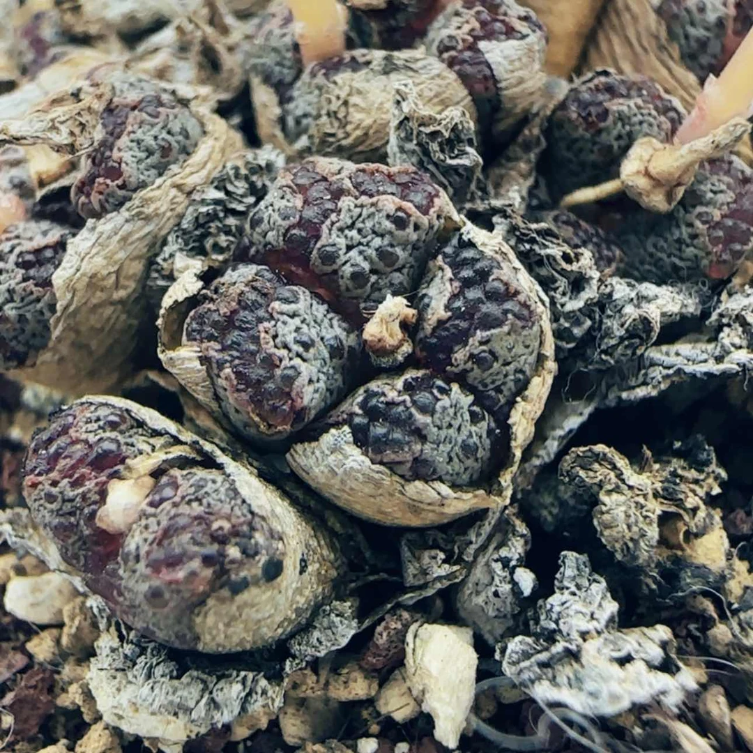 【闪购商品】俊*头9361