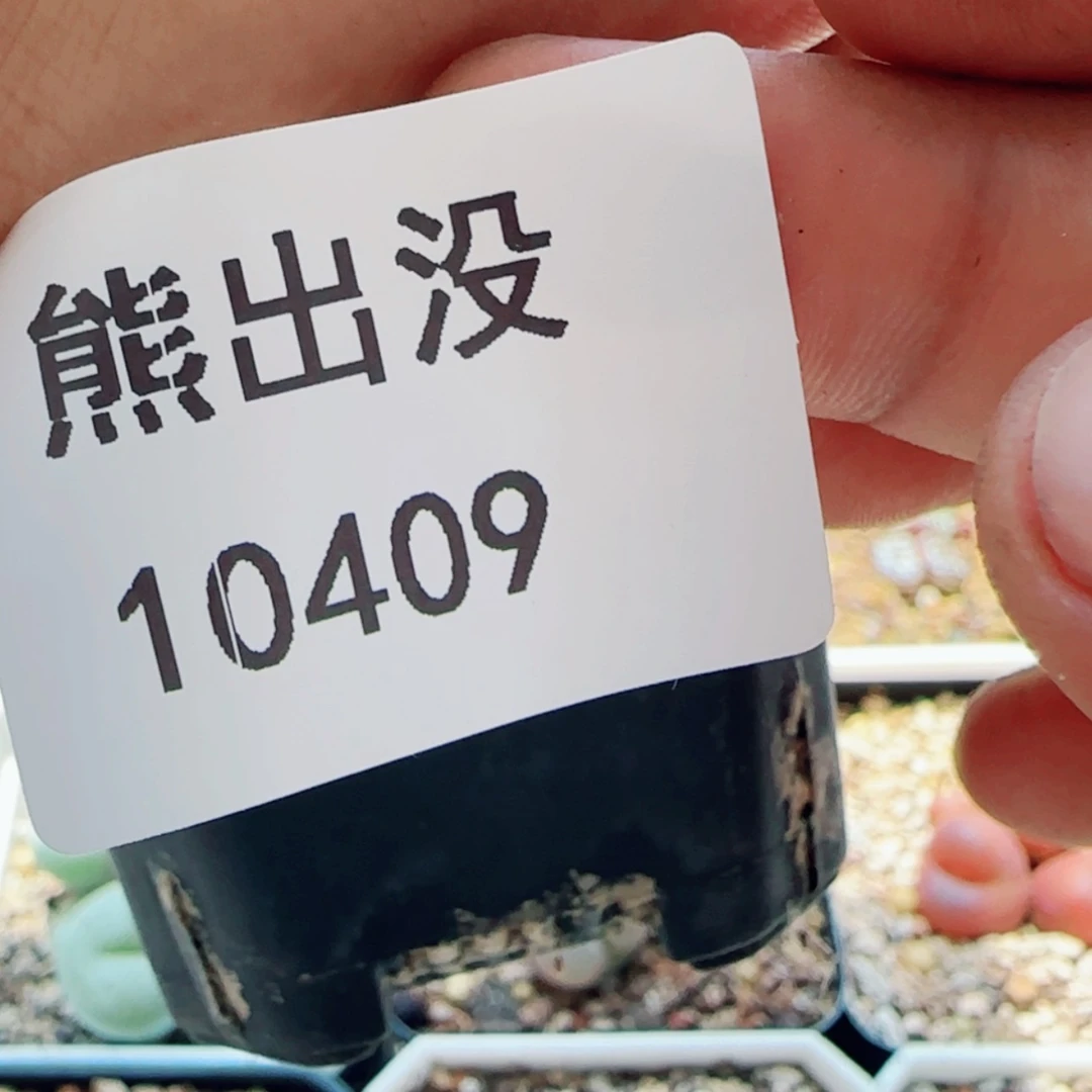 【闪购商品】一**物10409