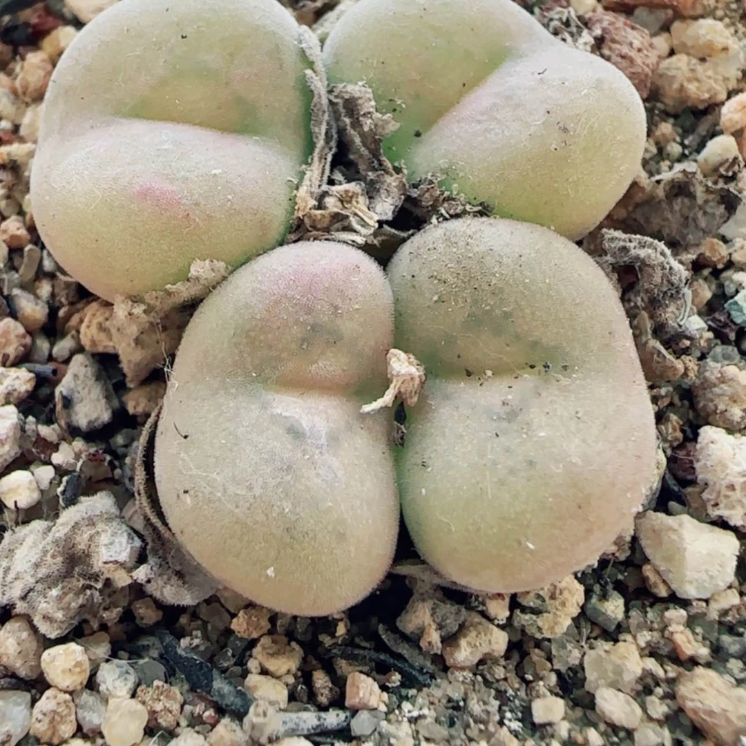 【闪购商品】12117