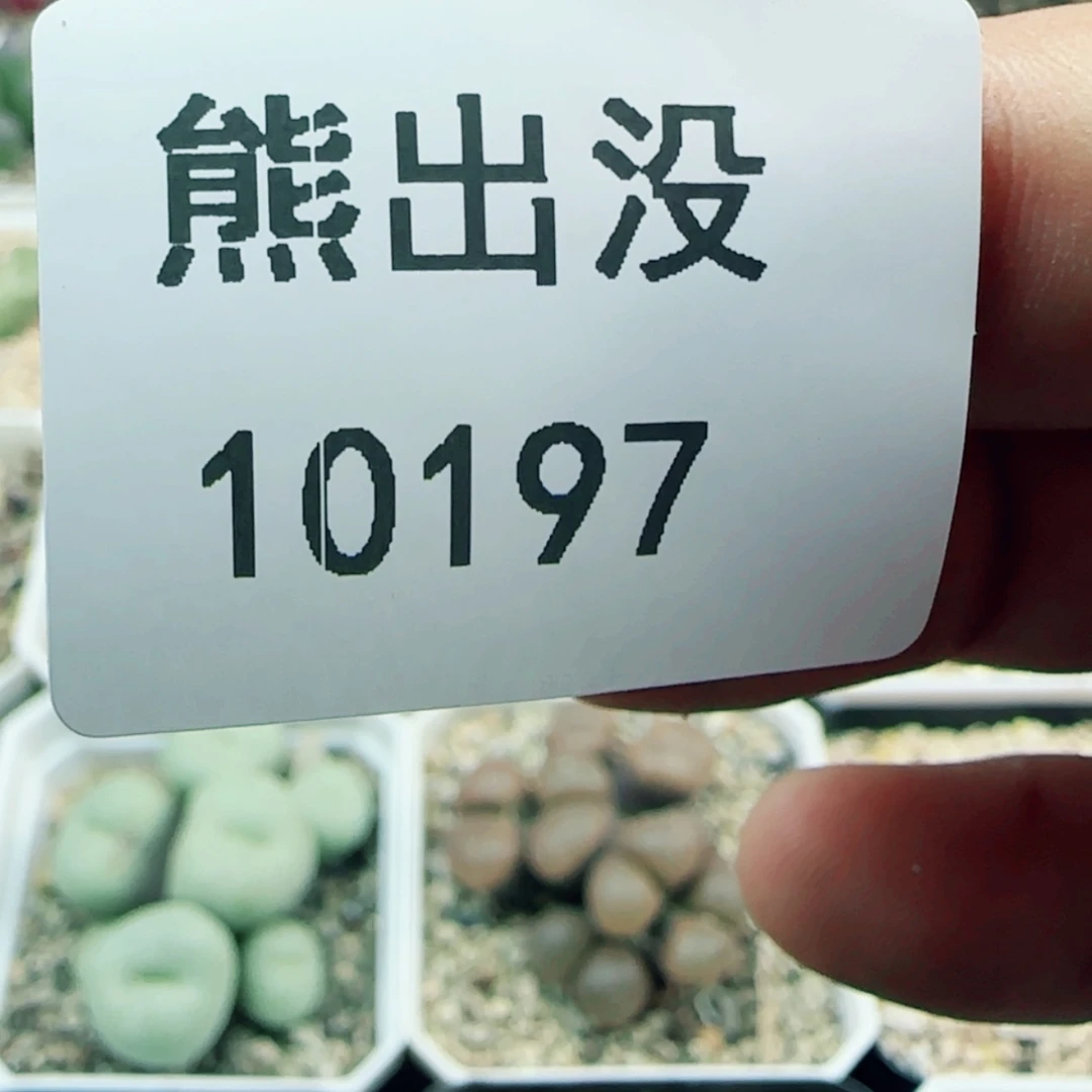 【闪购商品】一**物10197
