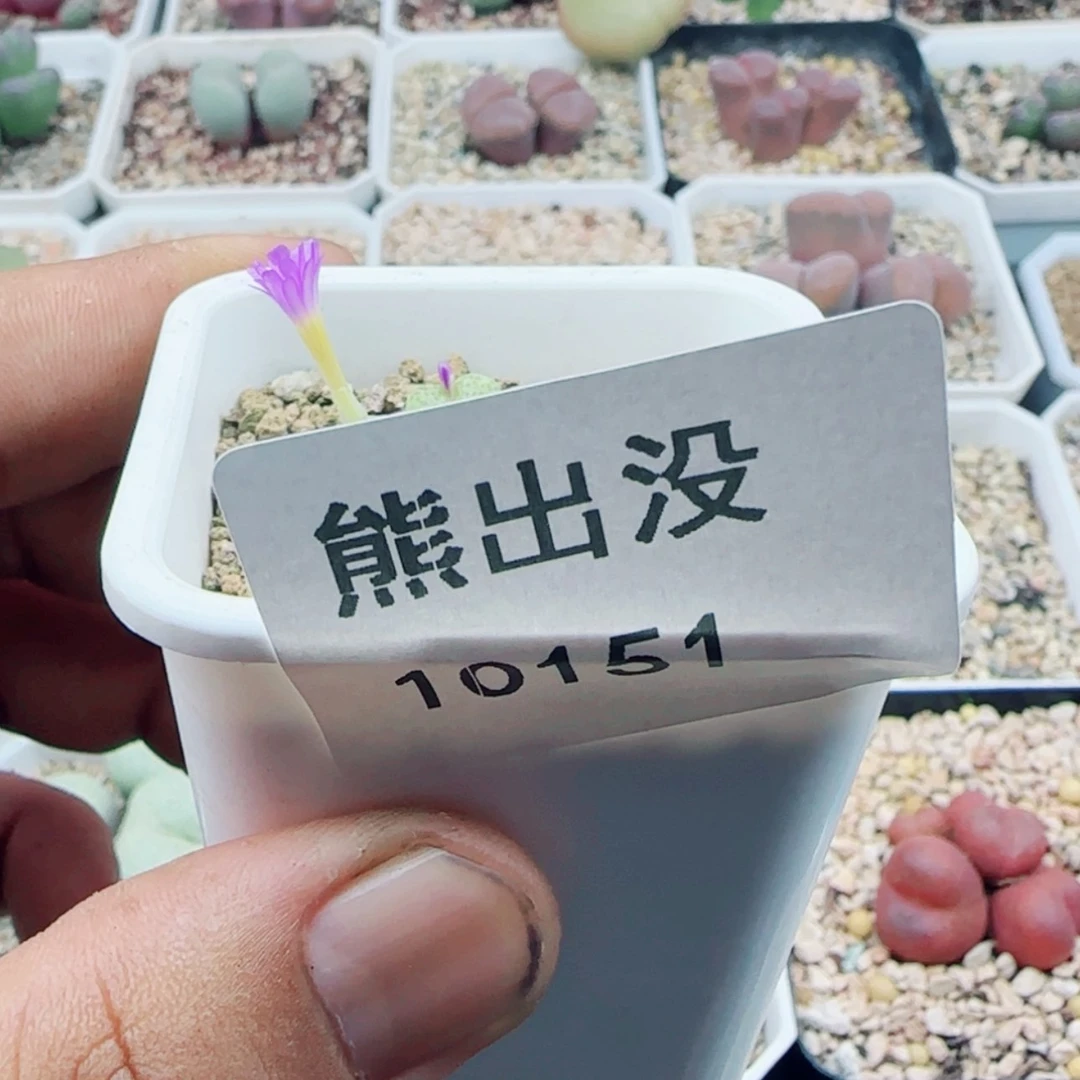 【闪购商品】一**物10151