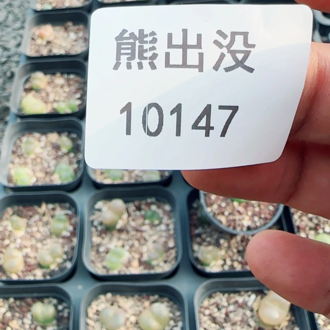 【闪购商品】秋**秋10147