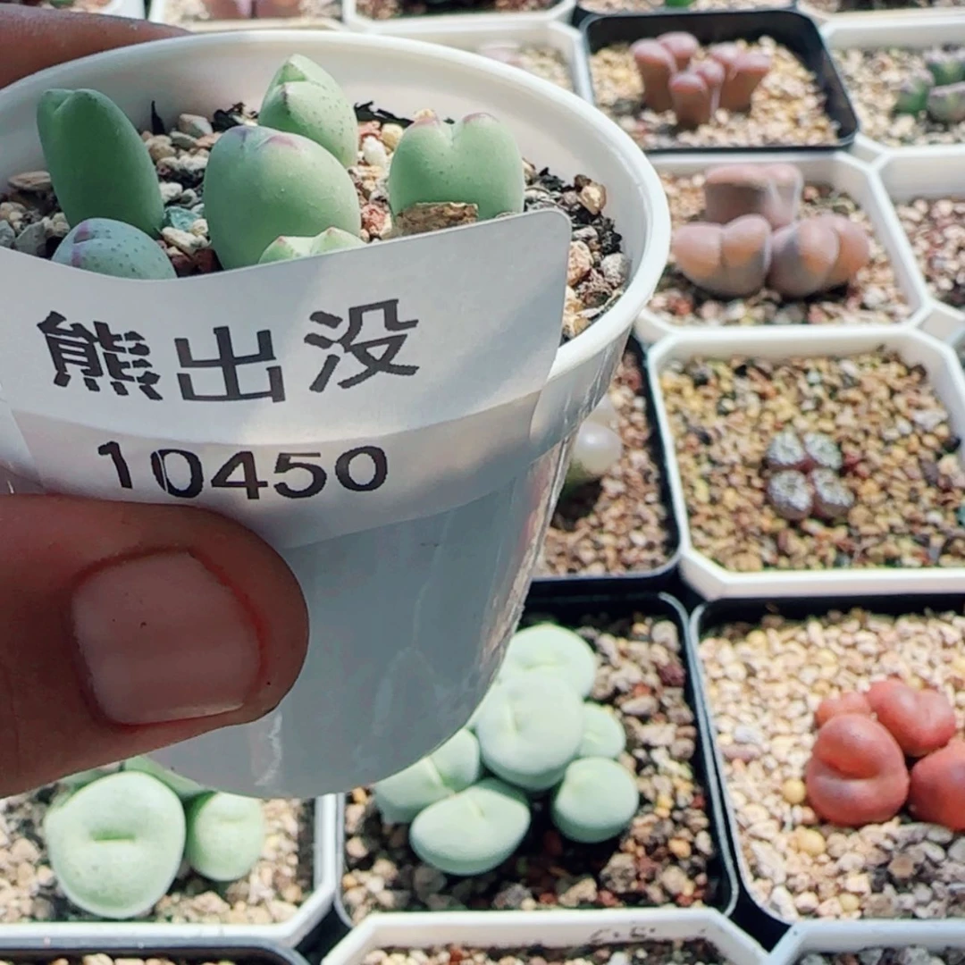 【闪购商品】訥*娜10450