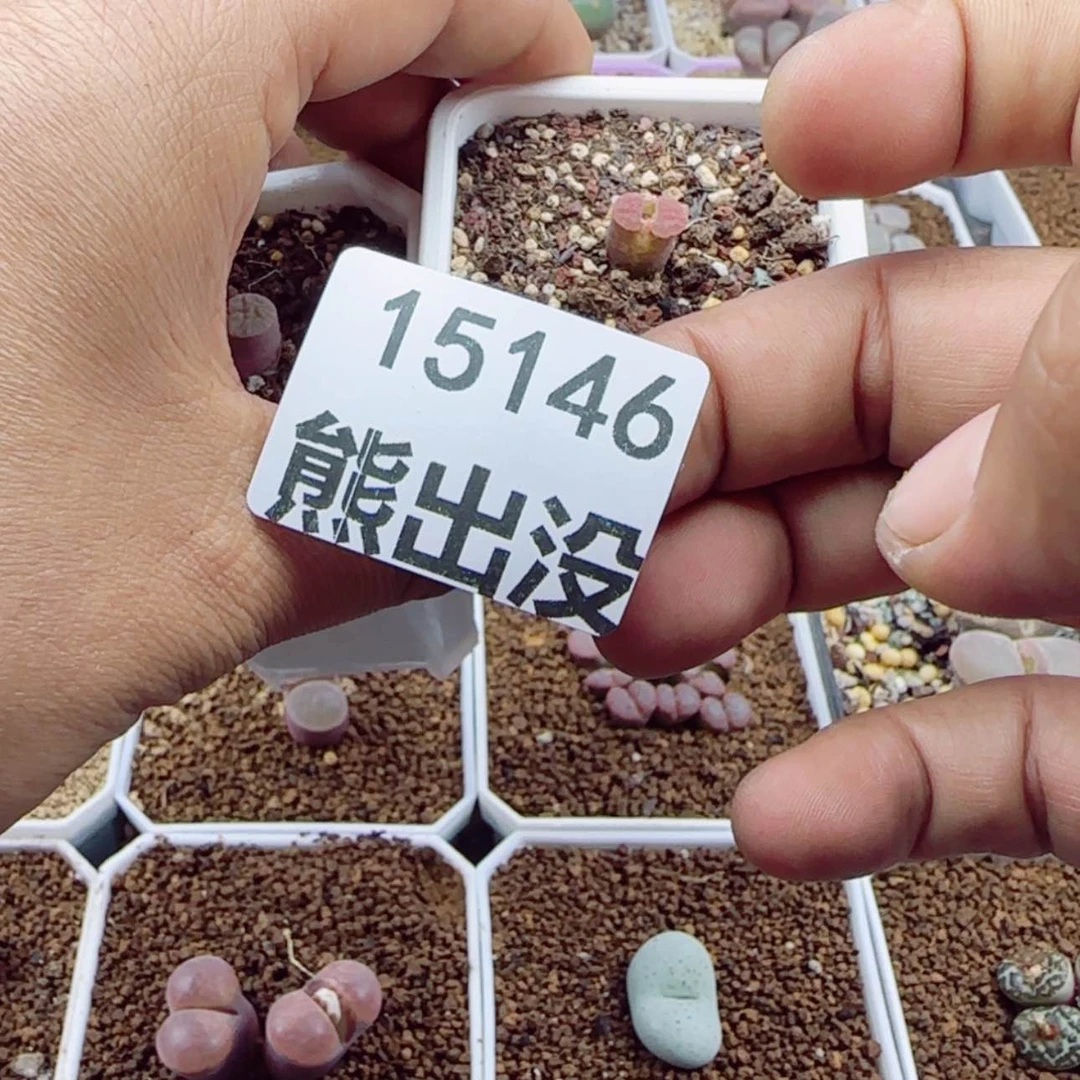 【闪购商品】?****柒15146