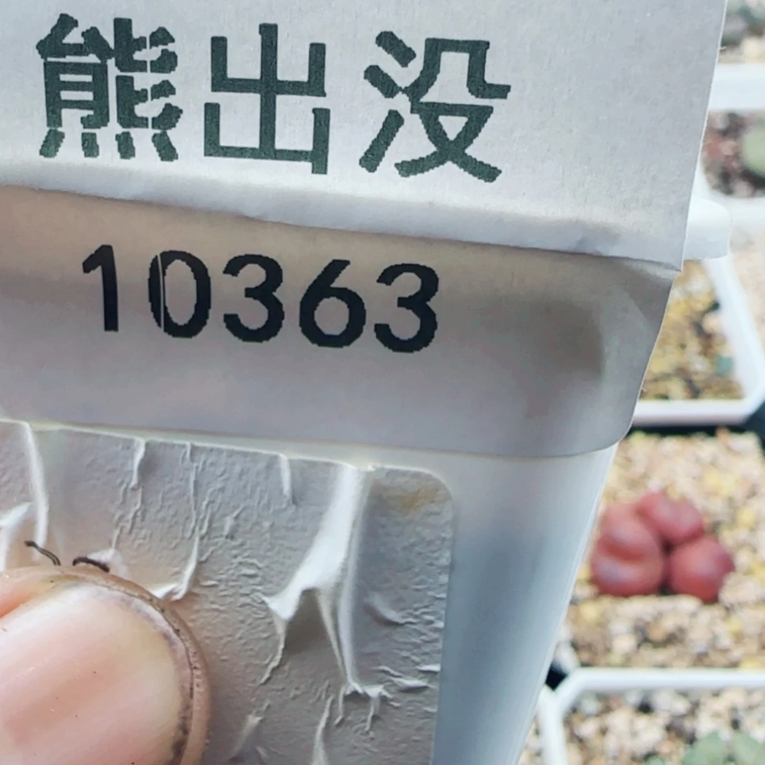 【闪购商品】四*10363