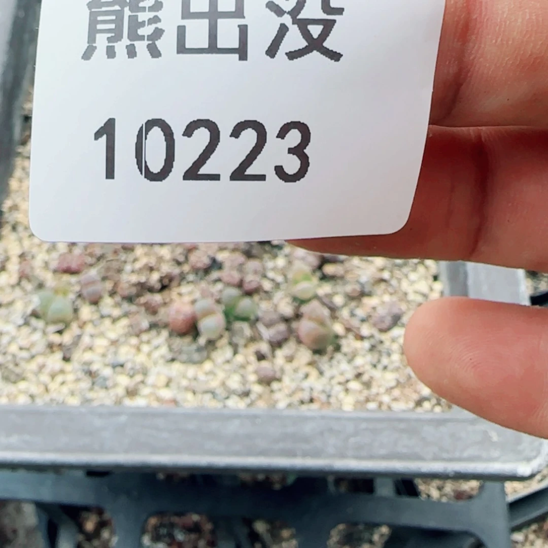 【闪购商品】四*10223