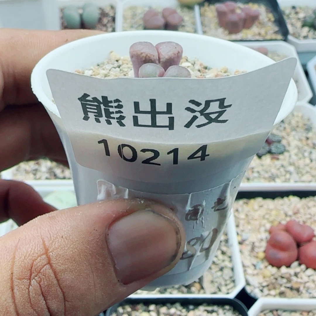 【闪购商品】邵*10214