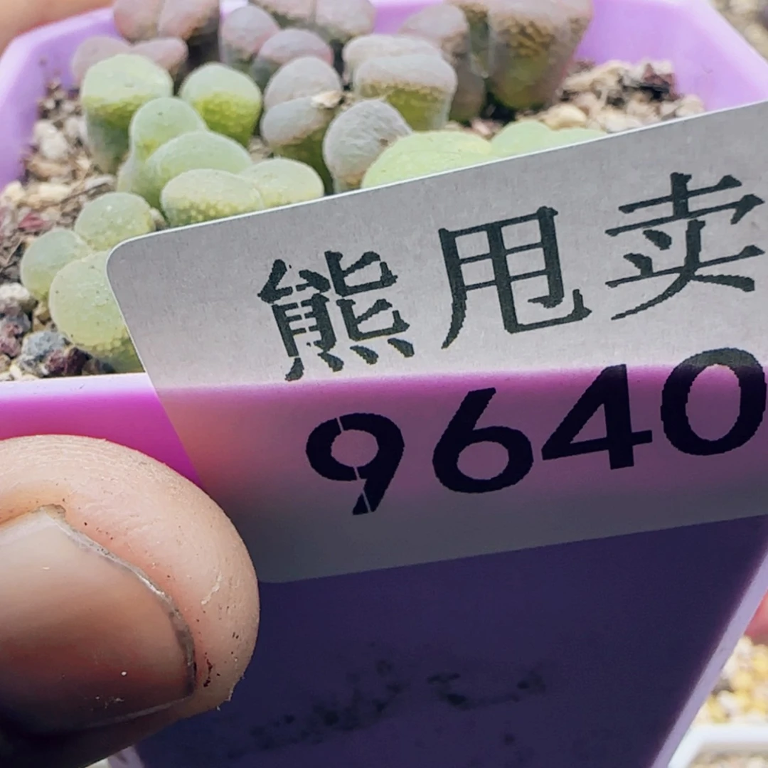 【闪购商品】四*9640