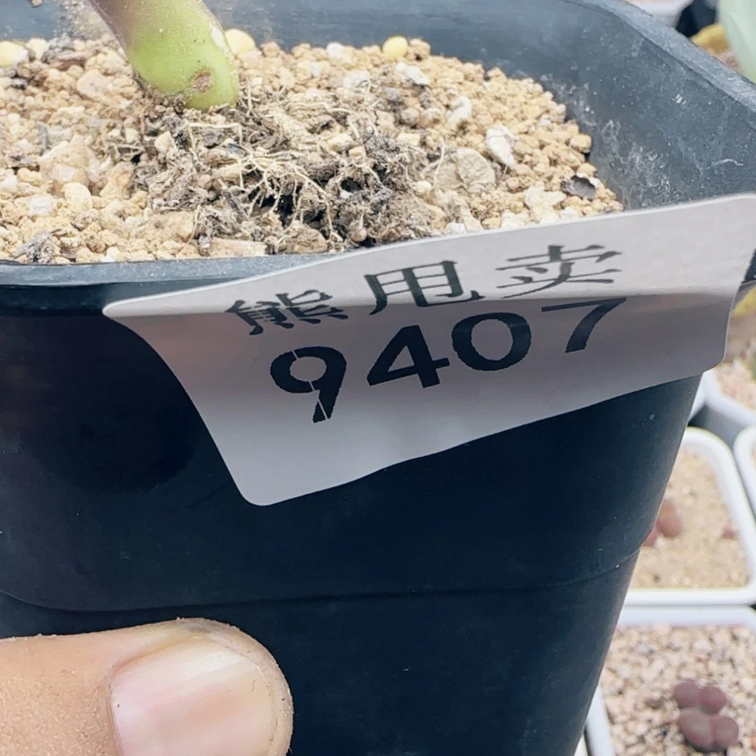【闪购商品】d**o9407