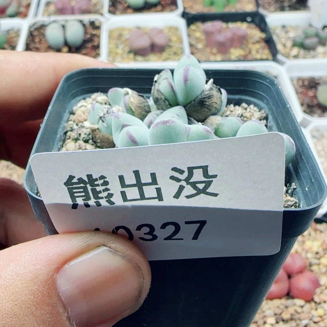 【闪购商品】用****310327