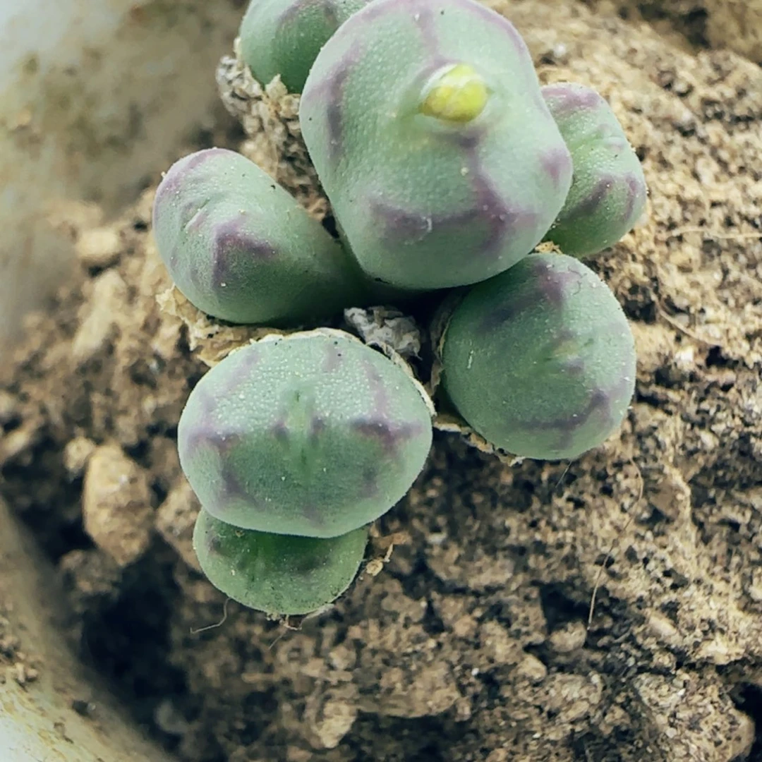 【闪购商品】9360