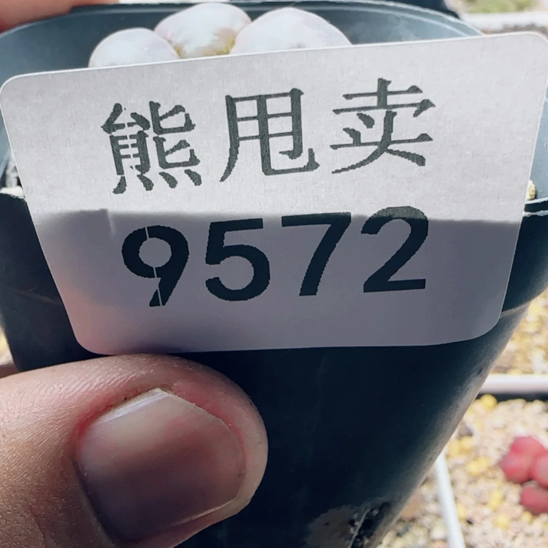 【闪购商品】混***女9572