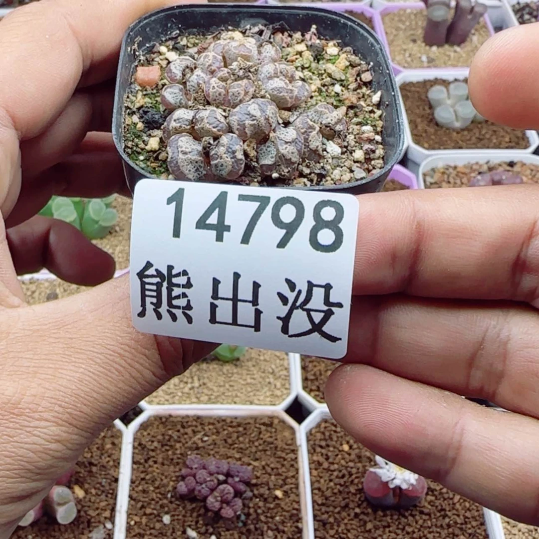 【闪购商品】.**.14798