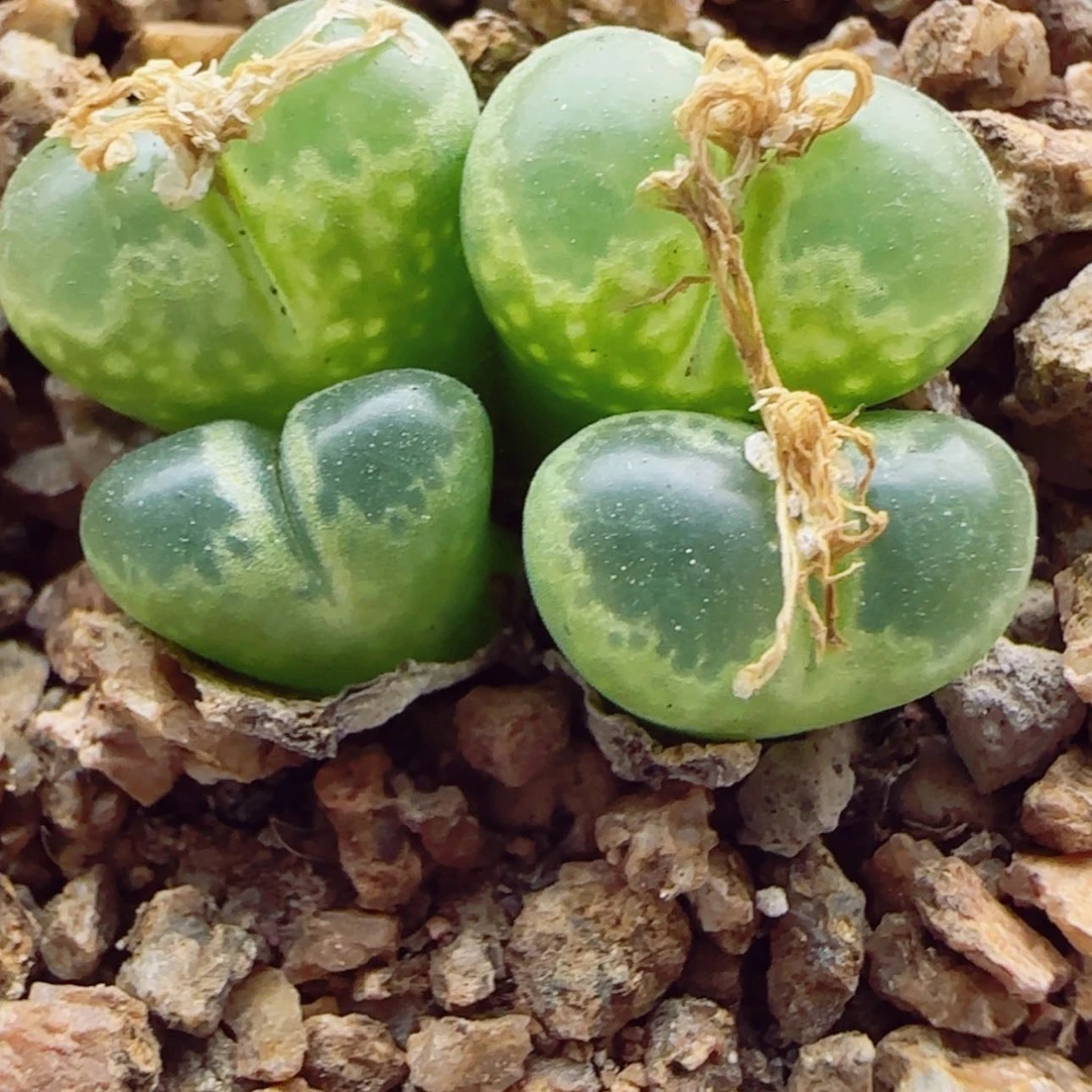 【闪购商品】15085