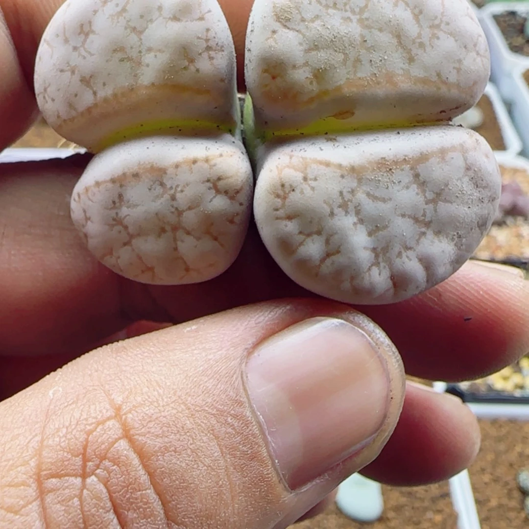 【闪购商品】15162