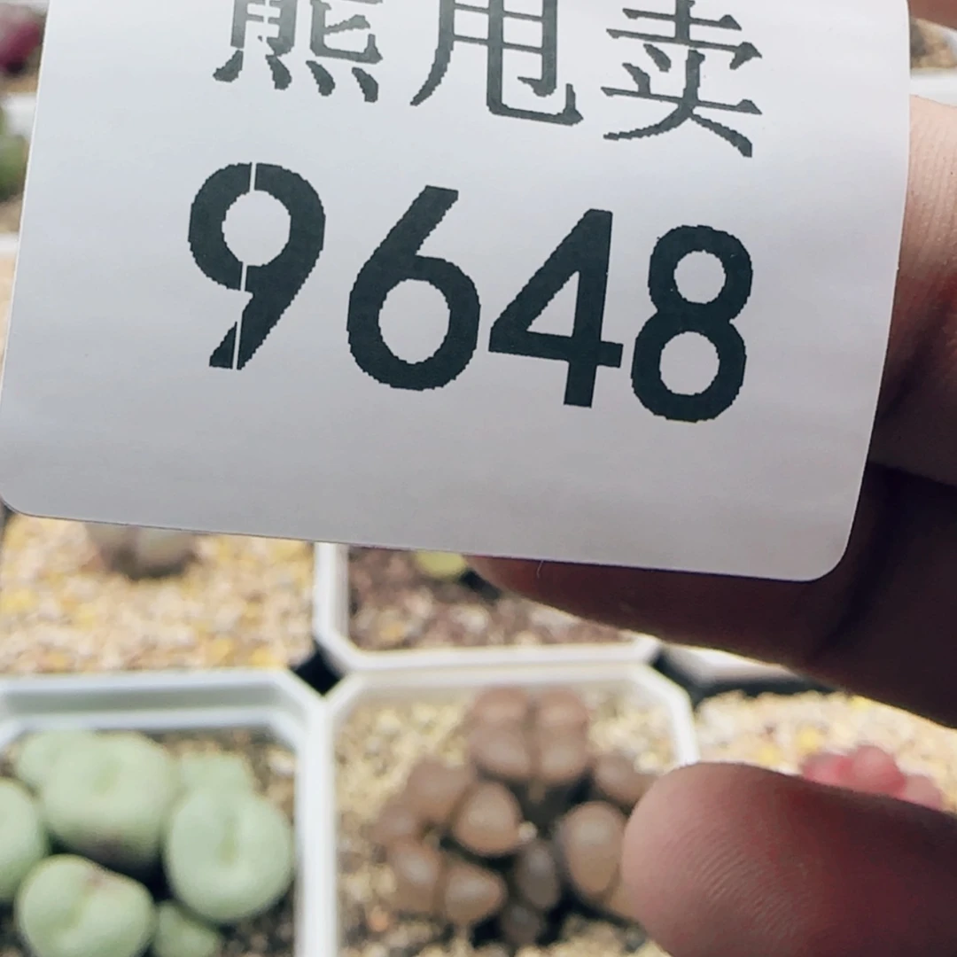 【闪购商品】四*9648