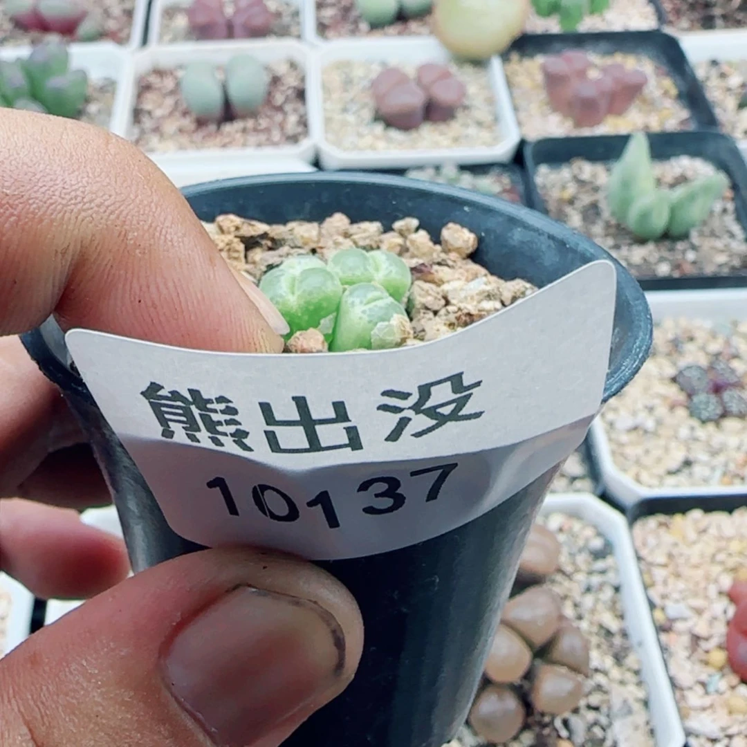 【闪购商品】秋**秋10137