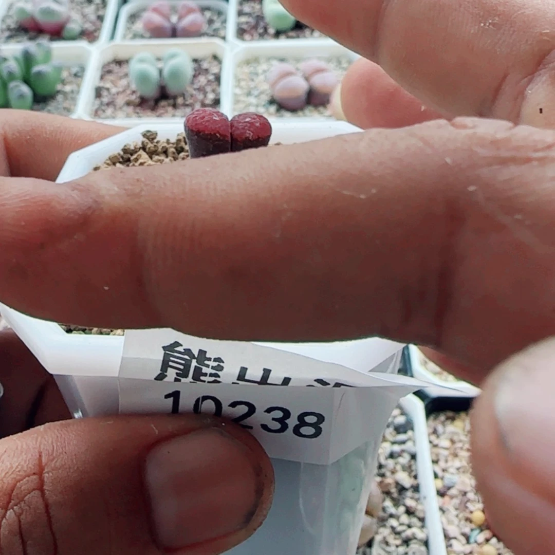 【闪购商品】c***o010238