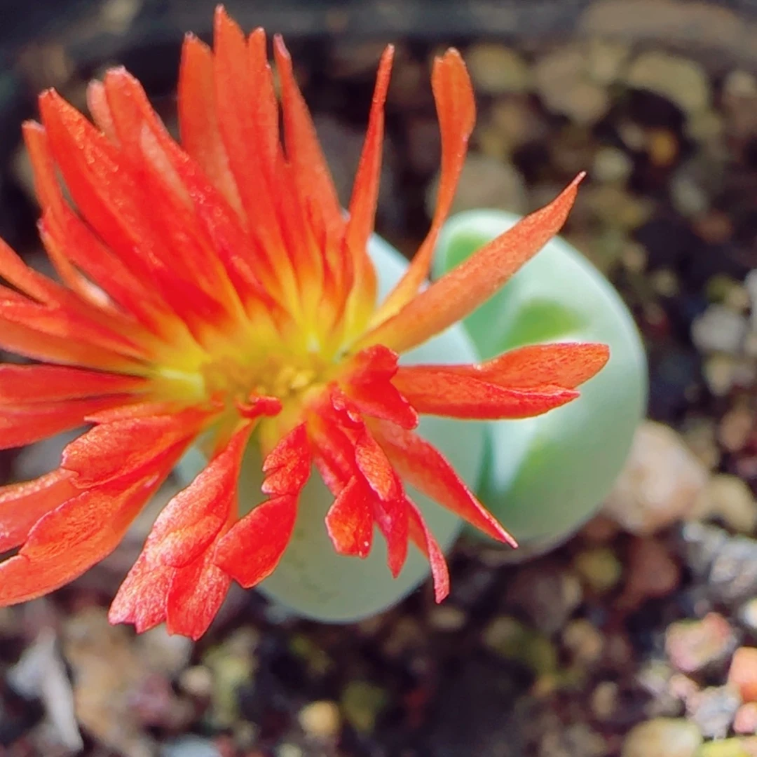 【闪购商品】14154